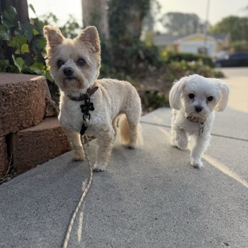 Jack’s Pack - Pet Photography Near Me Jack’s Pack - Pet Photography Near Me