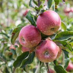 Castle Glen Liqueurs - Apples at Castle Glen