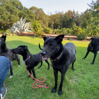 Adopt A Doggie - Pet Adoption Near Me Adopt A Doggie - Pet Adoption Near Me