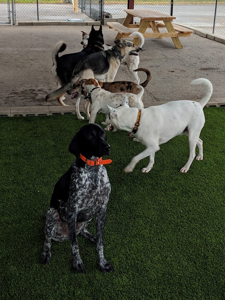 THE BOOZY BARK near you at 500 Broadway St, San Marcos, Texas 240