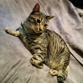 Koneko - This one gave me a warning bite when I tried to pet it D: - Breakfast & Brunch Near Me - New York, New York Koneko - This one gave me a warning bite when I tried to pet it D: - Breakfast & Brunch Near Me - New York, New York