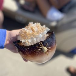 Captn Inman’s Little Secret Charters - Wildlife found in the inlets of Ocean Isle Beach and Oak Island, NC.