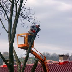 Welch Tree Service - Welch tree service wood cutter in Arlington