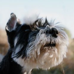 Midlothian Veterinary Clinic - Our dog