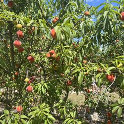 Florida Sweeties You - Pick Peaches