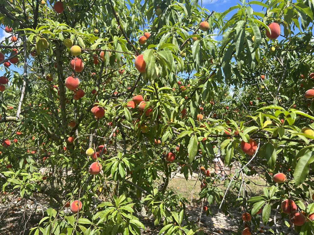 Food from Florida Sweeties You - Pick Peaches