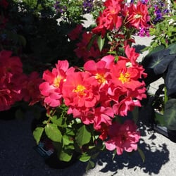 Hopkinsville-Christian County Downtown Farmers Market - Beautiful flowers