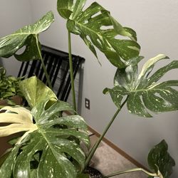 The Bronze Petal - My new baby