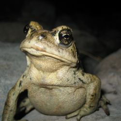 Naturalist For You - Toad.