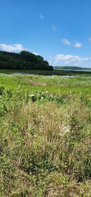 Bombay Hook National Wildlife Refuge by null