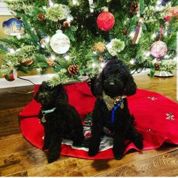 Two of my pups after their Christmas haircut Two of my pups after their Christmas haircut