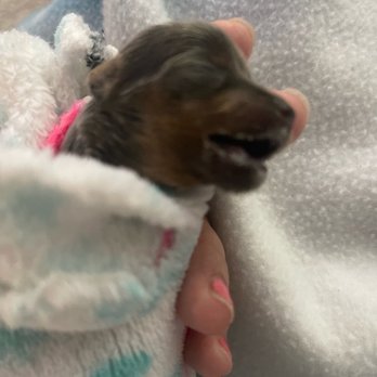 Sunnymead Veterinary Clinic - My POOR BABY DYING. This was right before she took her LAST BREATH - Veterinarians Near Me - Moreno Valley, California Sunnymead Veterinary Clinic - My POOR BABY DYING. This was right before she took her LAST BREATH - Veterinarians Near Me - Moreno Valley, California