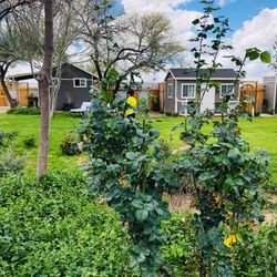 Medella Vina Ranch - Beautiful little cottages along the internal garden area where the bridal family & special guests  can dress and get ready.