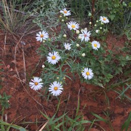 Flowers on the trail Flowers on the trail