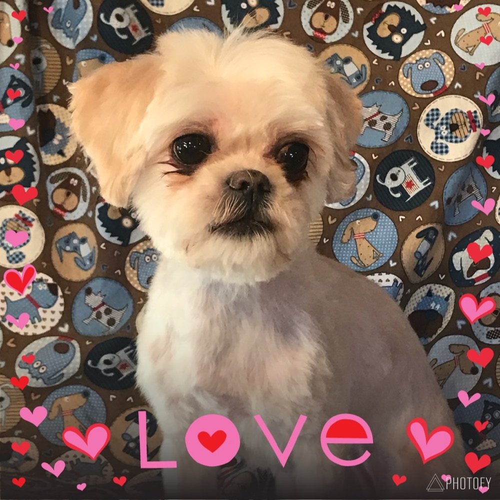 Canine Chateau - This is Missy / Shih-Poo - Pet Sitting Near Me - Sioux City, Iowa
