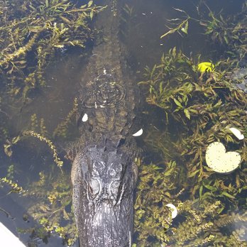 Tigertail Airboat Tours - Boat Tours Near Me - Miami, Florida