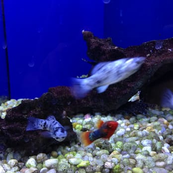 Bird Dog & Cat Fish - Pet Stores Near Me - Spring Branch, Texas Bird Dog & Cat Fish - Pet Stores Near Me - Spring Branch, Texas