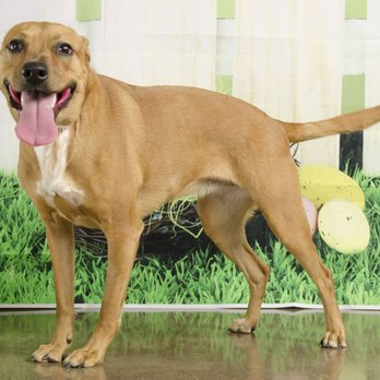 Hollywood Feed - Happy as can be thanks to Rescued Ohio for the images - Pet Stores Near Me - Worthington, Ohio Hollywood Feed - Happy as can be thanks to Rescued Ohio for the images - Pet Stores Near Me - Worthington, Ohio