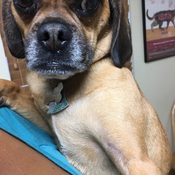 Dessau Veterinary Clinic 12 Photos 38 Reviews Veterinarians 12315 Dessau Rd Austin Tx Phone Number