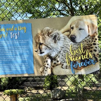 Essex County Turtle Back Zoo - Dog and Cheetah - Zoos Near Me - West Orange, New Jersey Essex County Turtle Back Zoo - Dog and Cheetah - Zoos Near Me - West Orange, New Jersey