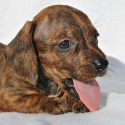 Red Oak Dachshunds - Four Weeks Old...