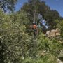 Photo of Silver Leaf Tree Service
