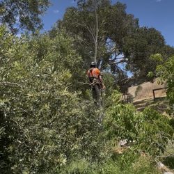 Silver Leaf Tree Service