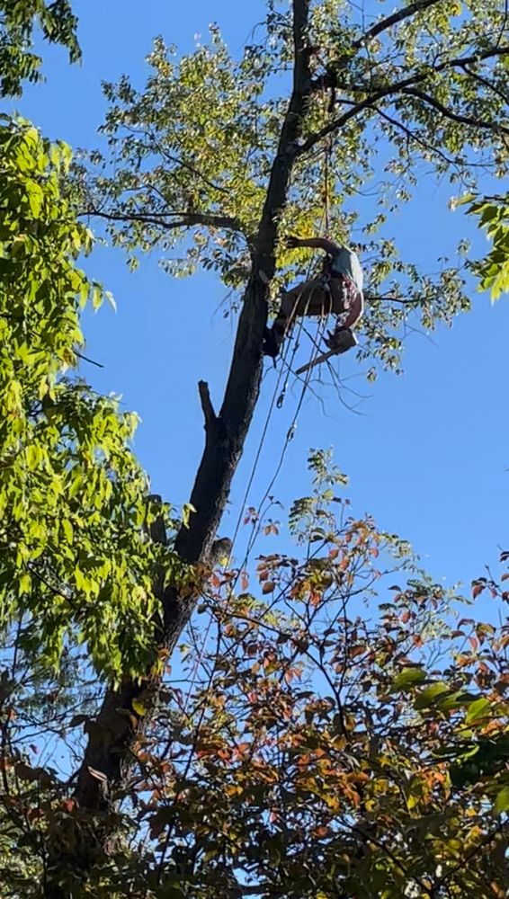 J Finney Services - tree service in Olivette, MO