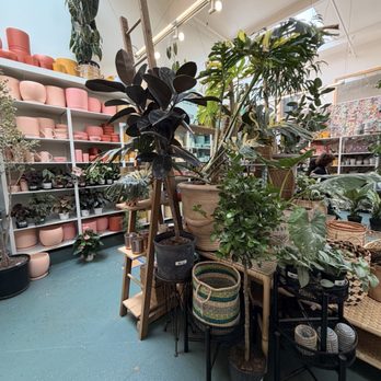 Paraíso Plant Studio - Nurseries & Gardening Near Me - Berkeley, California