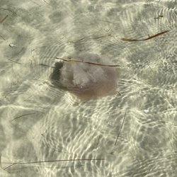 Freedom Watersports - Jelly fish