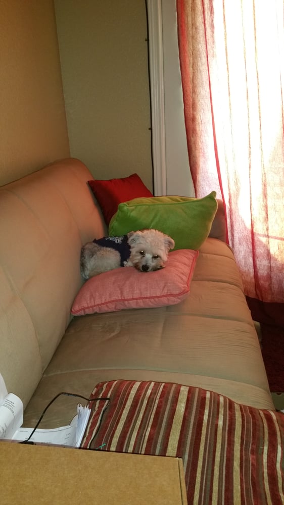 TAILS A WAGGIN GROOMIN AND ROOMIN 14 Reviews Pet Groomers 5325 Trimmier Rd, Killeen, TX