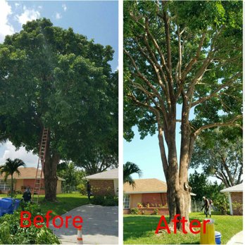 Robert's Tree Works - before and after - Tree Services Near Me - Loxahatchee, Florida Robert's Tree Works - before and after - Tree Services Near Me - Loxahatchee, Florida