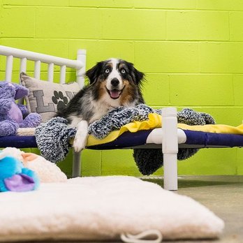PetSuites Hoover - Pet Boarding Near Me - Hoover, Alabama PetSuites Hoover - Pet Boarding Near Me - Hoover, Alabama