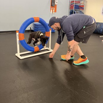 Zoom Room Dog Training - Pet Training Near Me - Cary, North Carolina Zoom Room Dog Training - Pet Training Near Me - Cary, North Carolina