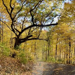 Lauber Tree Services - Our beautiful old white oak, but too many big dead or dying limbs, poised to fall & ruin our asphalt driveway.