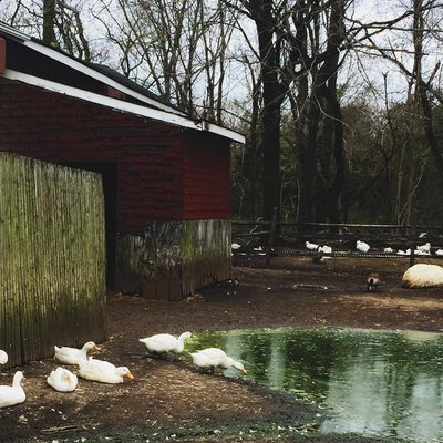 Makinajian Poultry Farm