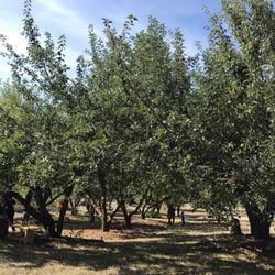 Holy Cross Lutheran Church - Apple picking event on Sunday 9/23/2017