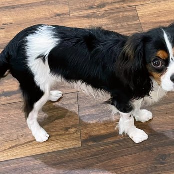 Claws N Paws Day Spa - King Charles Cavalier - Pet Groomers Near Me - Fountain Valley, California Claws N Paws Day Spa - King Charles Cavalier - Pet Groomers Near Me - Fountain Valley, California