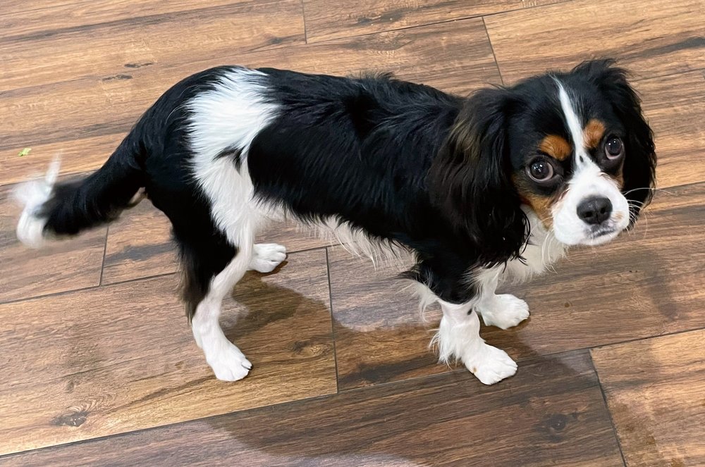 CLAWS N PAWS DAY SPA Updated September 2024 95 Photos & 152 Reviews 18848 Brookhurst St