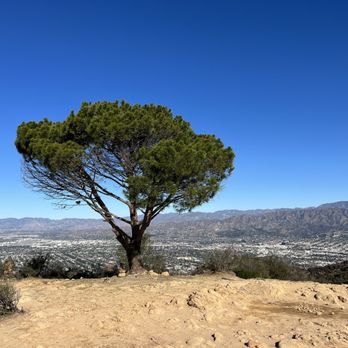 Wisdom Tree - Landmarks & Historical Buildings Near Me - Los Angeles, California
