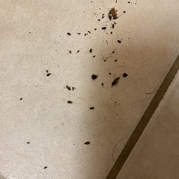 MAA Sam Ridley - Roaches - Apartments Near Me - Smyrna, Tennessee