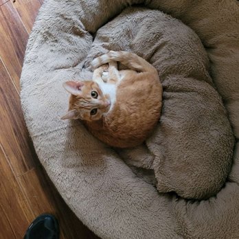 The Comforted Kitty - Pet Sitting Near Me The Comforted Kitty - Pet Sitting Near Me