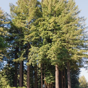 Mountain Terrace - Venues & Event Spaces Near Me - Woodside, California