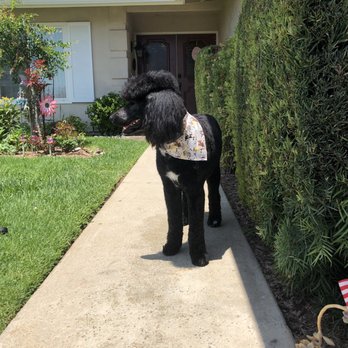 Dog Styling Boutique - Afterwards - Pet Groomers Near Me - Glendora, California