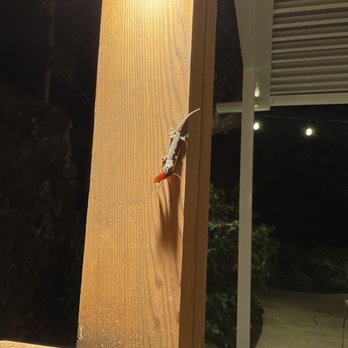 Star Noodle - Gecko vs Cockroach - Asian Fusion Near Me - Lahaina, Hawaii Star Noodle - Gecko vs Cockroach - Asian Fusion Near Me - Lahaina, Hawaii