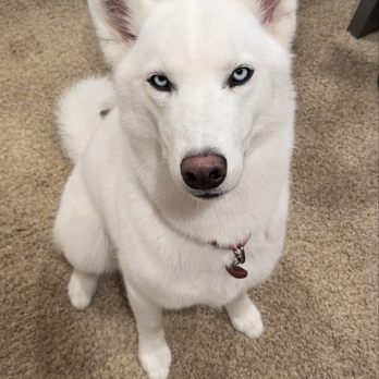 Pups R Us - Pet Groomers Near Me - South Salt Lake, Utah Pups R Us - Pet Groomers Near Me - South Salt Lake, Utah