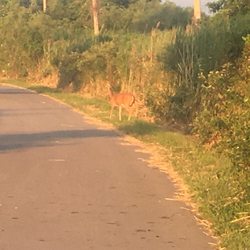 George Lake - The deer wondering why I'm on her path ;)
