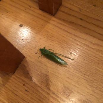 Pest Assassins - Pest Control Near Me - North Attleborough, Massachusetts