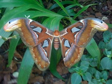 The Key West Butterfly and Nature Conservatory by null