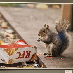 Naturkundemuseum - Foto